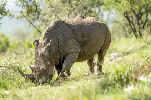 1 day Tsavo East 2 days/1 night by Safari Van
