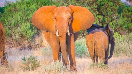 1 day Tsavo East 2 days/1 night by Safari Van