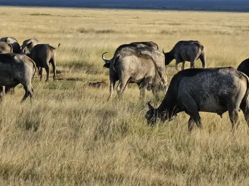 4 Days Amboseli by Edden Viaggi Simba E Pumba - (2-3 Pax)