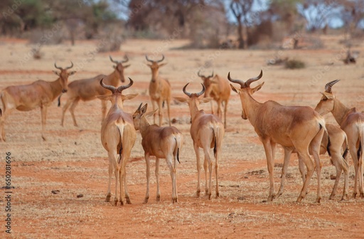 2.5 Days Tsavo East & Tsavo West Safari