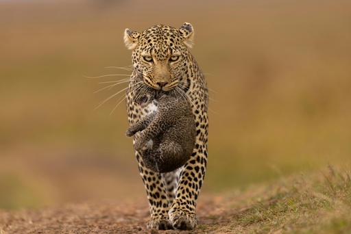 2-Day Safari to the Masai Mara