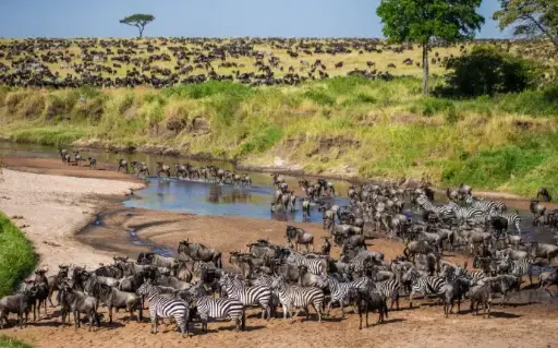 9-Day Luxury Wildlife Safari: Amboseli, Samburu & Masai Mara